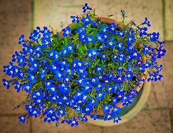 Lobelia Seeds (Cobalt Blue Lobelia Seeds) - Vibrant Blue Blooms for Expert Gardening - Image 5