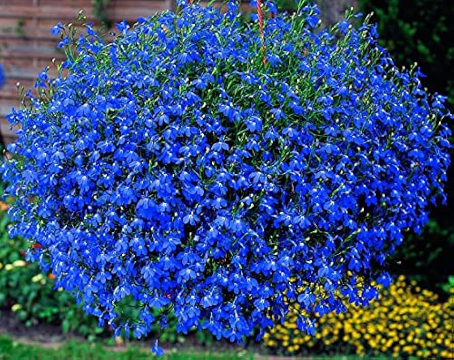 Lobelia Seeds (Cobalt Blue Lobelia Seeds) - Vibrant Blue Blooms for Expert Gardening - Image 6