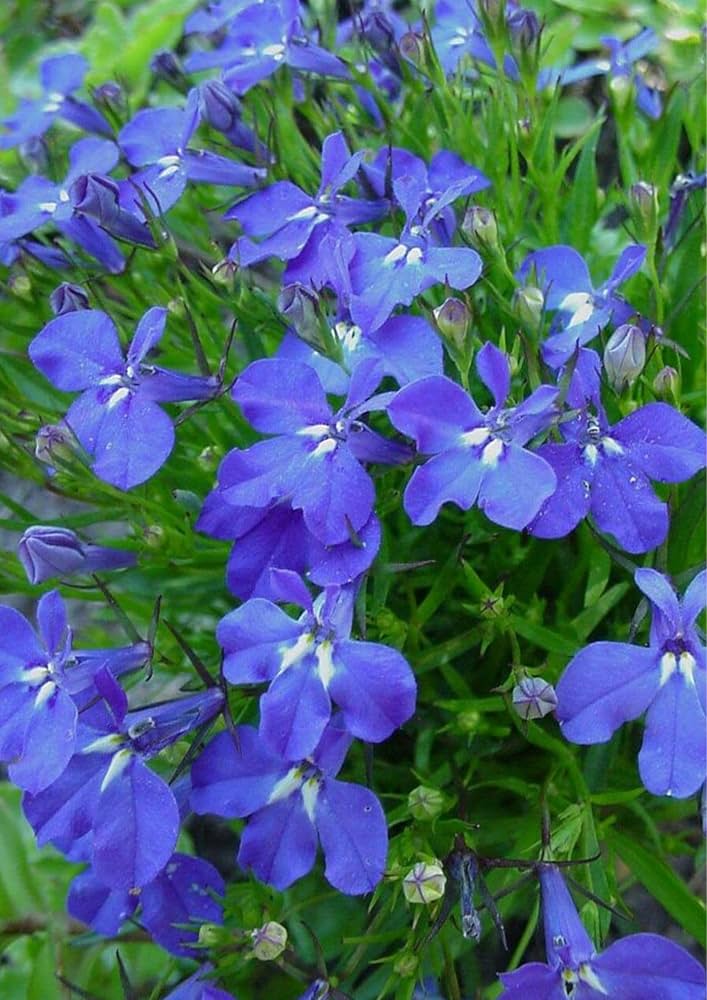 Lobelia Seeds (Cobalt Blue Lobelia Seeds) - Vibrant Blue Blooms for Expert Gardening - Image 7