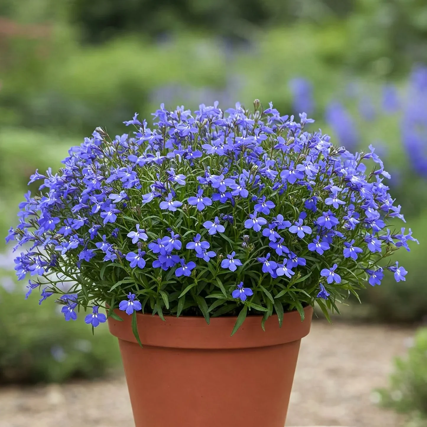 Lobelia Seeds (Cobalt Blue Lobelia Seeds) - Vibrant Blue Blooms for Expert Gardening - Image 8