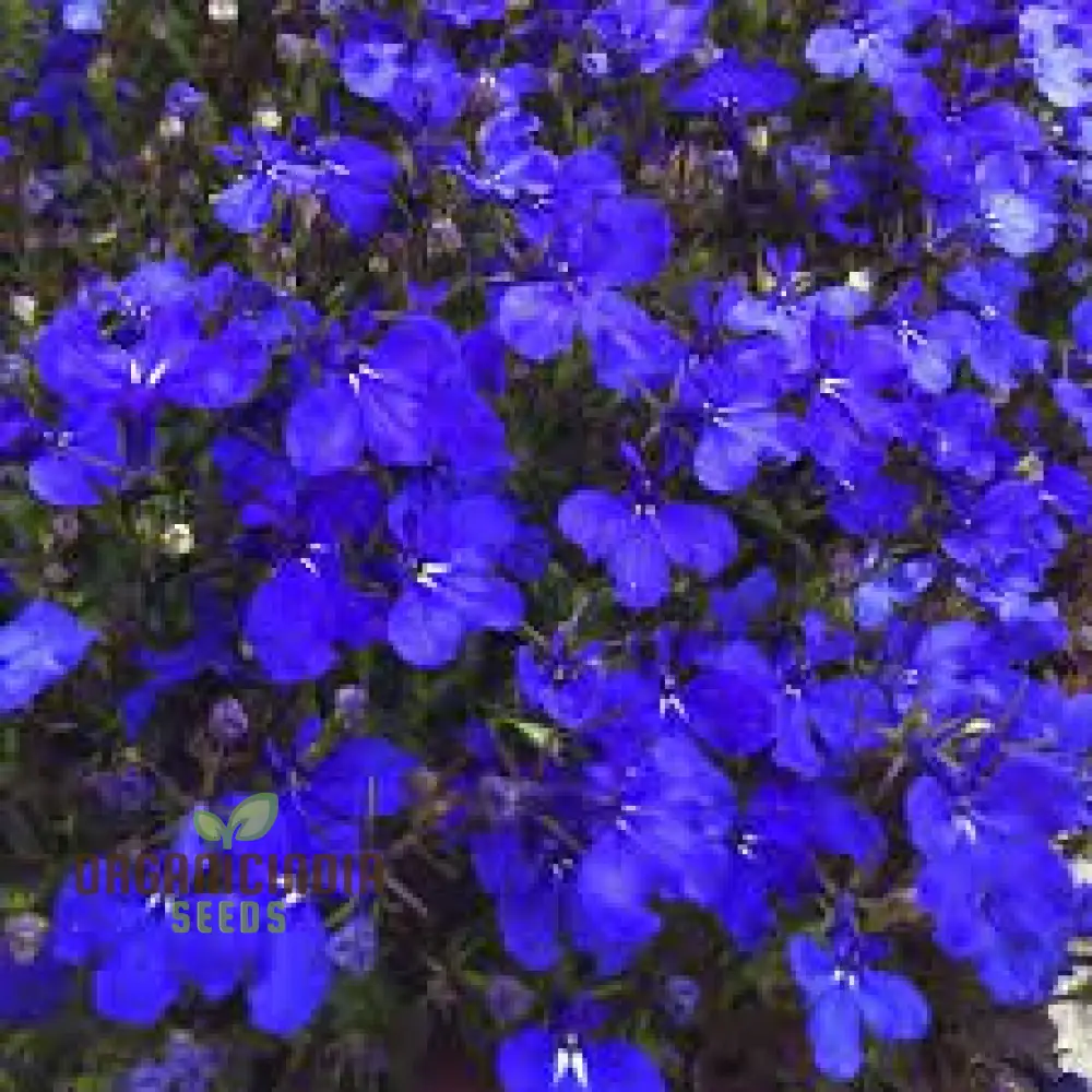 Lobelia Seeds (Lobelia Crystal Palace Seeds) - Stunning Garden Borders and Containers - Image 3