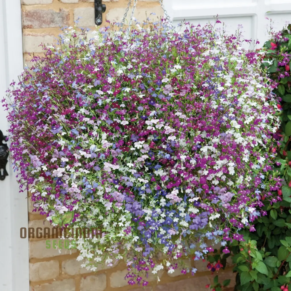 Lobelia Fountains Mixed Seeds for Gardening Enthusiasts | Premium Cultivated Varieties for Stunning Fountain-Like Blooms