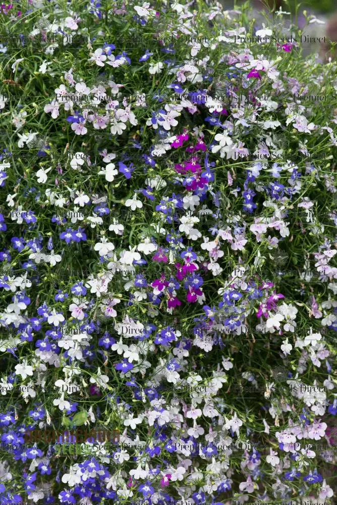 Lobelia Fountains Mixed Seeds for Gardening Enthusiasts | Premium Cultivated Varieties for Stunning Fountain-Like Blooms - Image 3