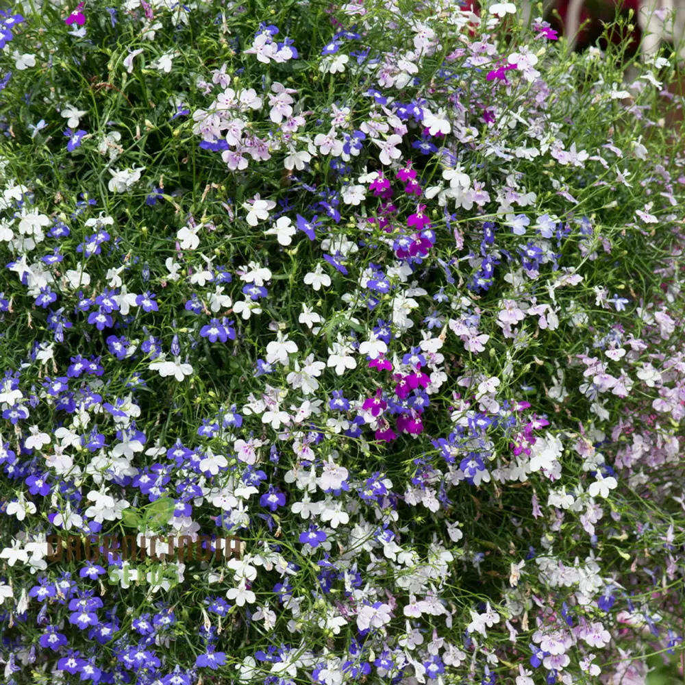 Lobelia Fountains Mixed Seeds for Gardening Enthusiasts | Premium Cultivated Varieties for Stunning Fountain-Like Blooms - Image 4