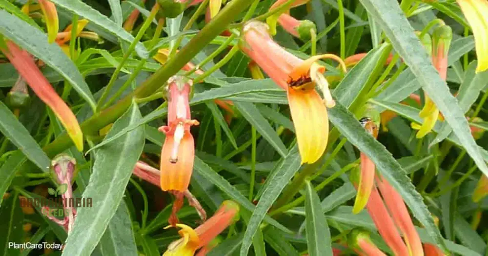 Lobelia Laxiflora Subsp. Laxiflora Flower Seeds, Beautiful and Hardy Garden Addition, Premium Quality Gardening Seeds