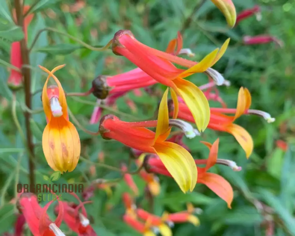 Lobelia Laxiflora Subsp. Laxiflora Flower Seeds, Beautiful and Hardy Garden Addition, Premium Quality Gardening Seeds - Image 3