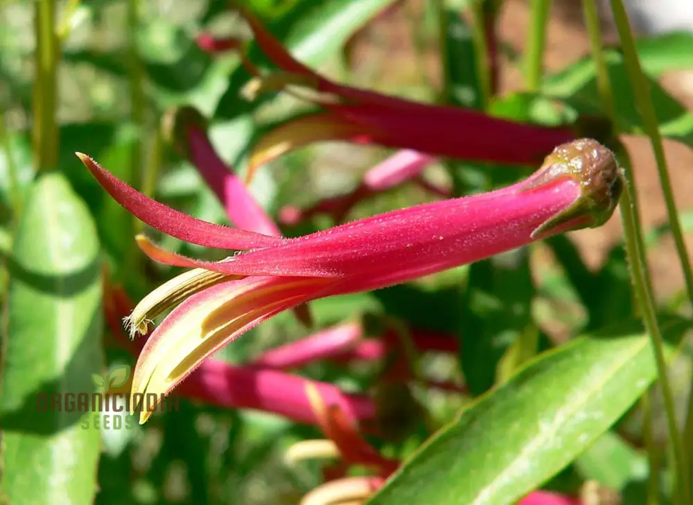 Lobelia Laxiflora Subsp. Laxiflora Flower Seeds, Beautiful and Hardy Garden Addition, Premium Quality Gardening Seeds - Image 4