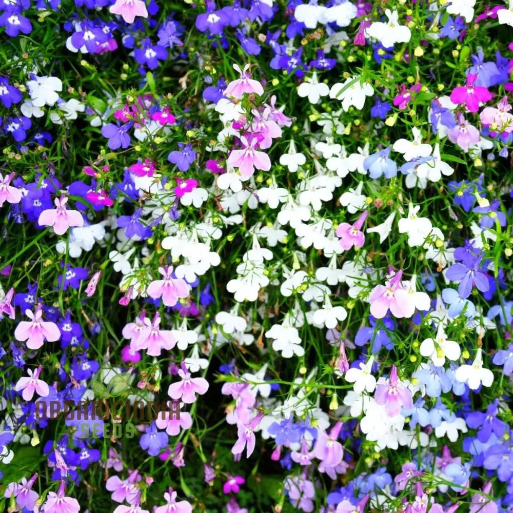 Lobelia Mrs Clibran Seeds for Cultivating Stunning Garden Borders | High-Quality Gardening Seeds for Exquisite Blooms