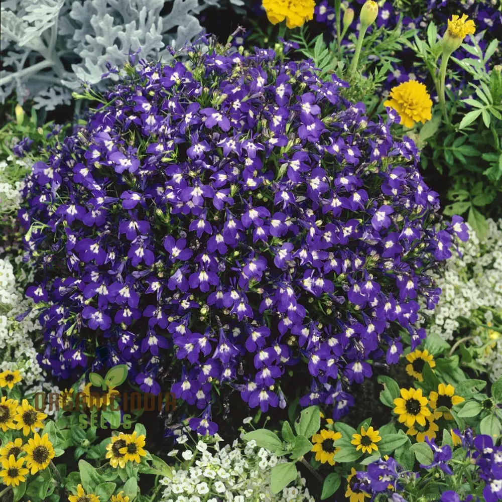 Lobelia Mrs Clibran Seeds for Cultivating Stunning Garden Borders | High-Quality Gardening Seeds for Exquisite Blooms - Image 3
