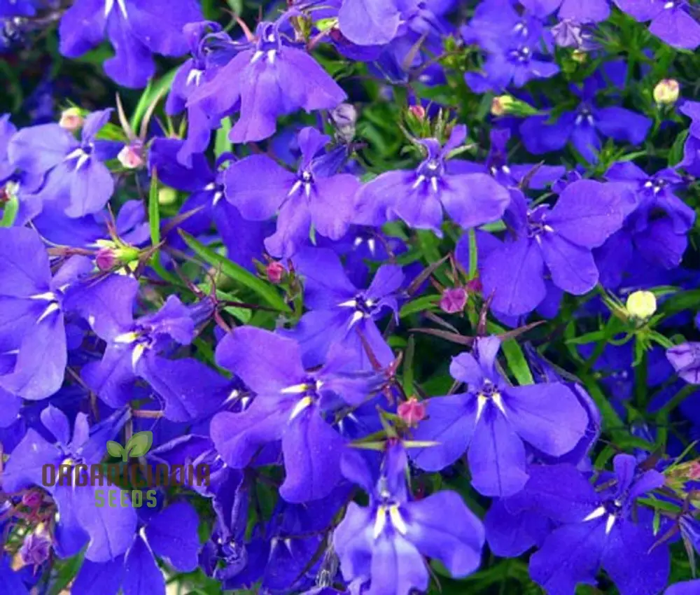 Lobelia Mrs Clibran Seeds for Cultivating Stunning Garden Borders | High-Quality Gardening Seeds for Exquisite Blooms - Image 4