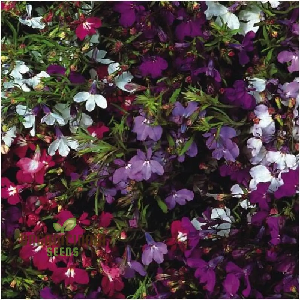 Lobelia Pendula Cascade Seeds for Stunning Garden Cascades | Gardening Delight - Image 3
