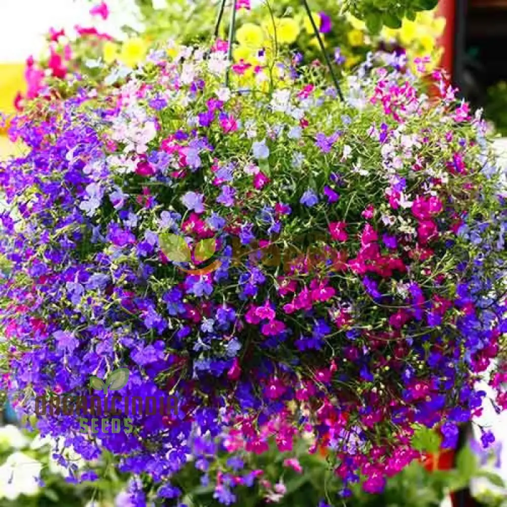 Lobelia Pendula Cascade Seeds for Stunning Garden Cascades | Gardening Delight - Image 4