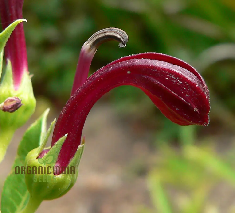 Lobelia Polyphylla Flower Seeds, Stunning Addition to Your Garden, Premium Quality Gardening Seeds