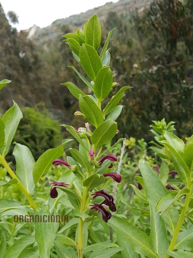 Lobelia Polyphylla Flower Seeds, Stunning Addition to Your Garden, Premium Quality Gardening Seeds - Image 3