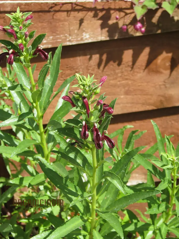 Lobelia Polyphylla Flower Seeds, Stunning Addition to Your Garden, Premium Quality Gardening Seeds - Image 4