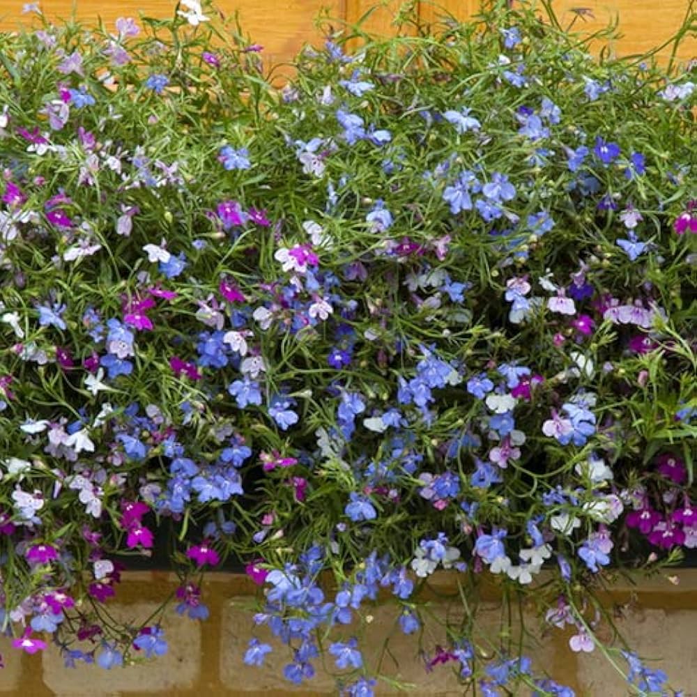 Lobelia Seeds (Lobelia Regatta Mix Seeds) - Vibrant Trailing Blooms for Hanging Baskets