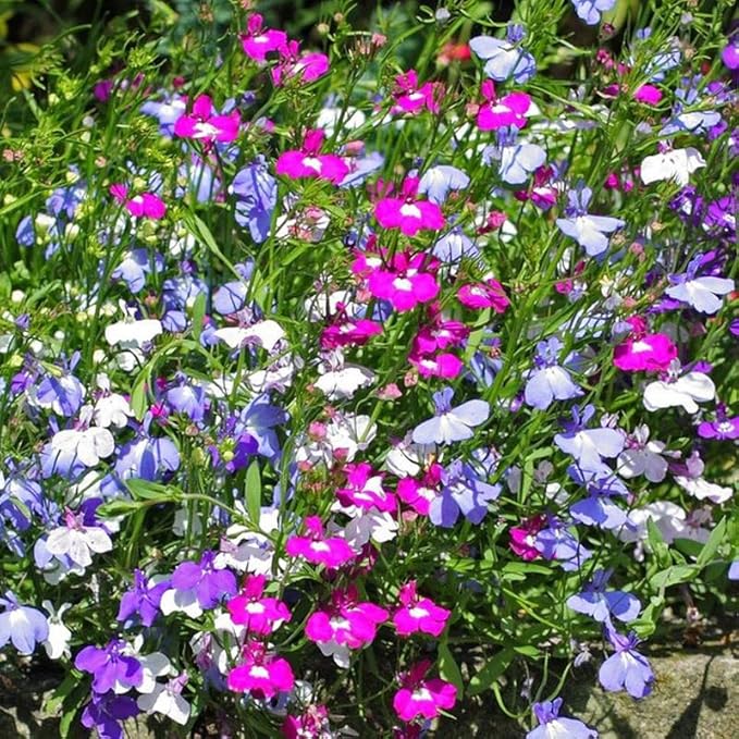 Lobelia Seeds (Lobelia Regatta Mix Seeds) - Vibrant Trailing Blooms for Hanging Baskets - Image 3