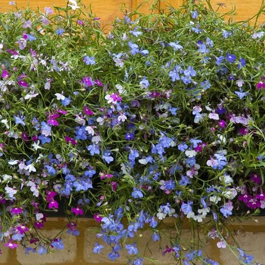 Lobelia Seeds (Lobelia Regatta Mix Seeds) - Vibrant Trailing Blooms for Hanging Baskets - Image 4