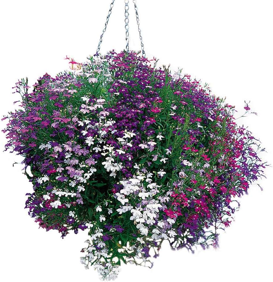 Lobelia Seeds (Lobelia Regatta Mix Seeds) - Vibrant Trailing Blooms for Hanging Baskets - Image 5