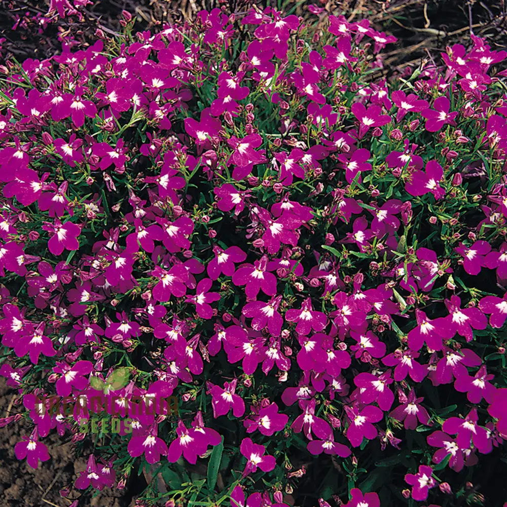 Lobelia Rosamund Seeds for Planting| Rare & Exquisite Varietal Seeds - Image 4
