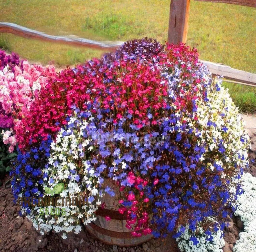 Lobelia Trailing Mixed - Perfect for Hanging Baskets, Window Boxes, and Garden Borders - Ideal for Creating a Cascading Colorful Display in Your Garden Spaces