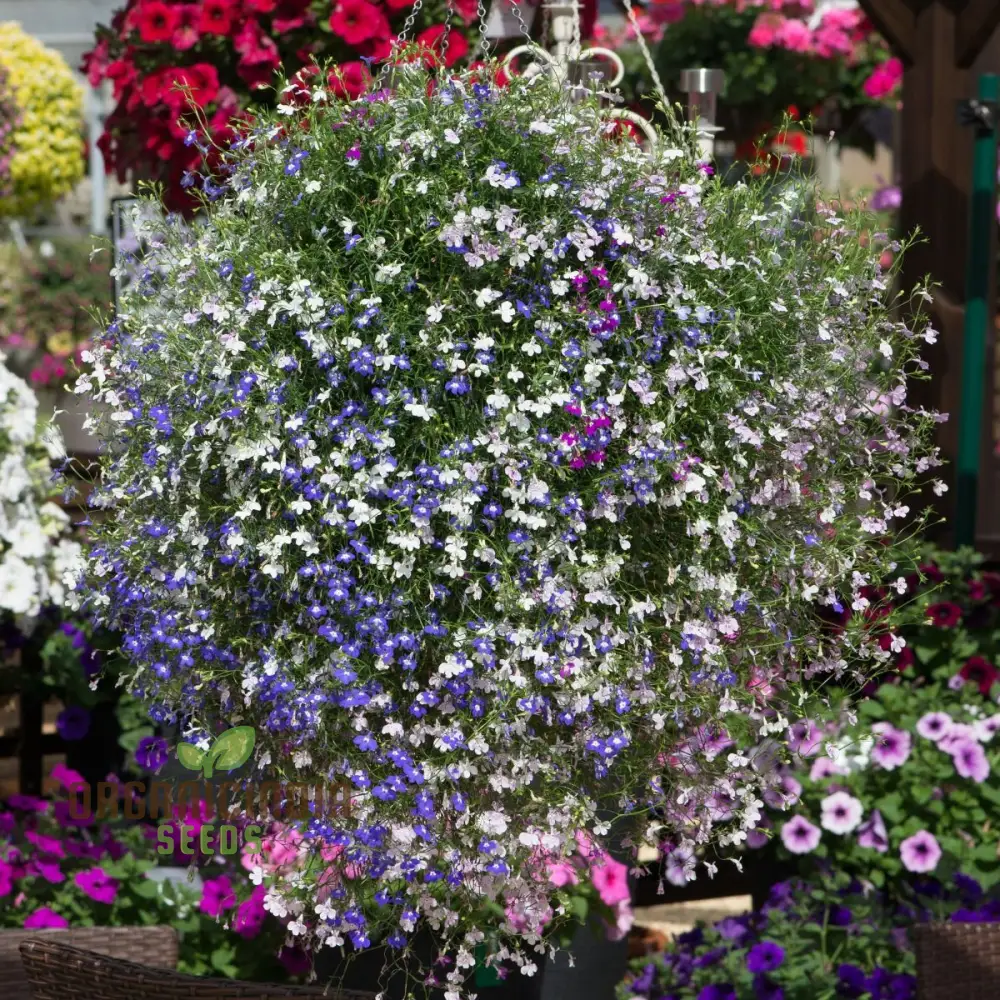 Lobelia Trailing Mixed - Perfect for Hanging Baskets, Window Boxes, and Garden Borders - Ideal for Creating a Cascading Colorful Display in Your Garden Spaces - Image 3