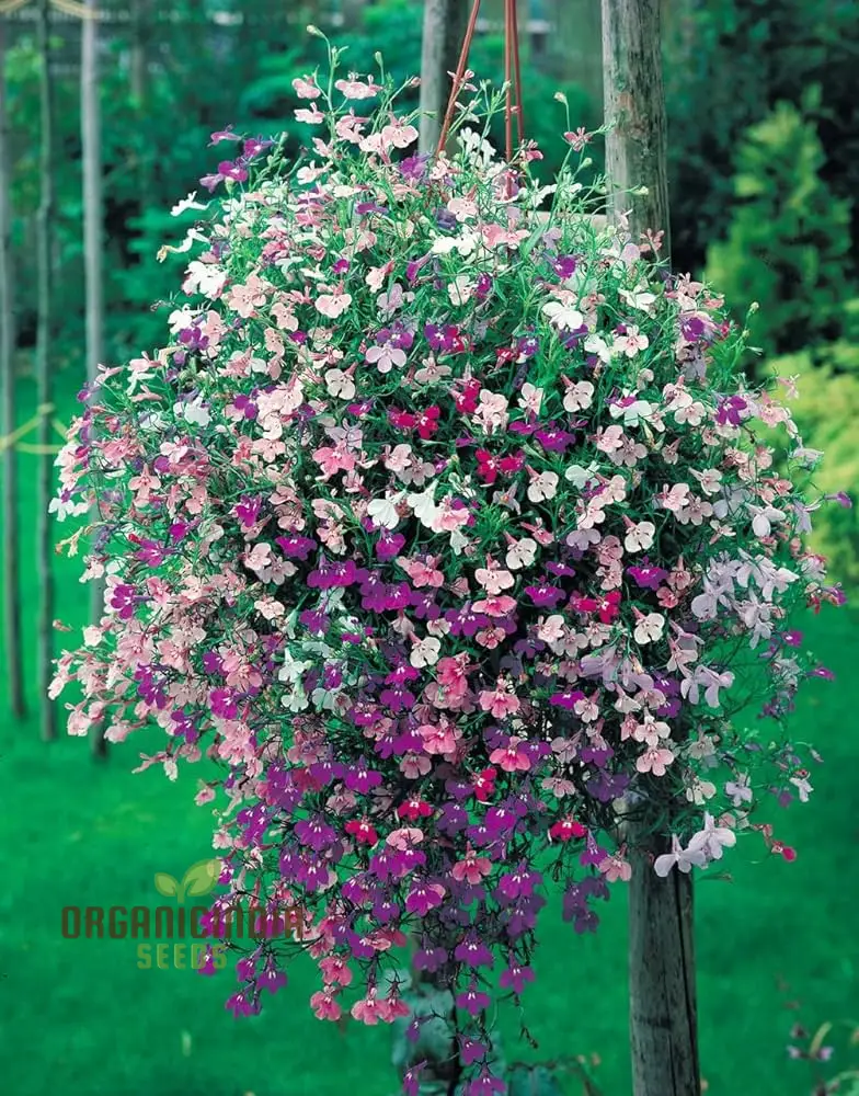 Lobelia Trailing Mixed - Perfect for Hanging Baskets, Window Boxes, and Garden Borders - Ideal for Creating a Cascading Colorful Display in Your Garden Spaces - Image 4