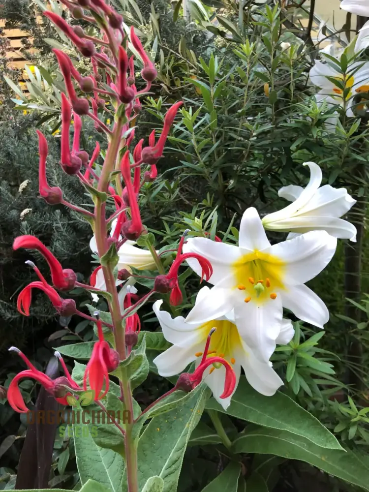 Lobelia Tupa Flower Seeds for Planting, Premium Quality Gardening Seeds