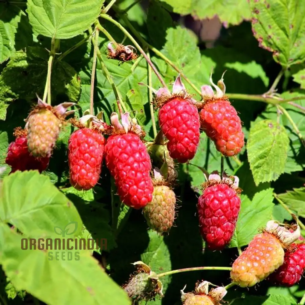 Loganberry Seeds For Planting: Premium Gardening Seeds for Your Green Thumb