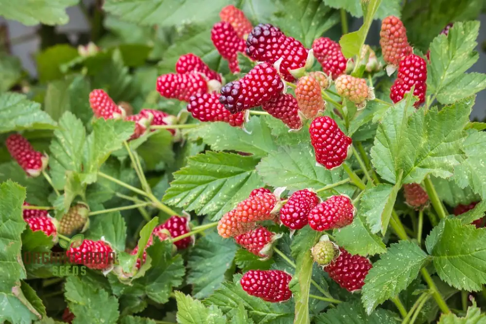 Loganberry Seeds For Planting: Premium Gardening Seeds for Your Green Thumb - Image 3
