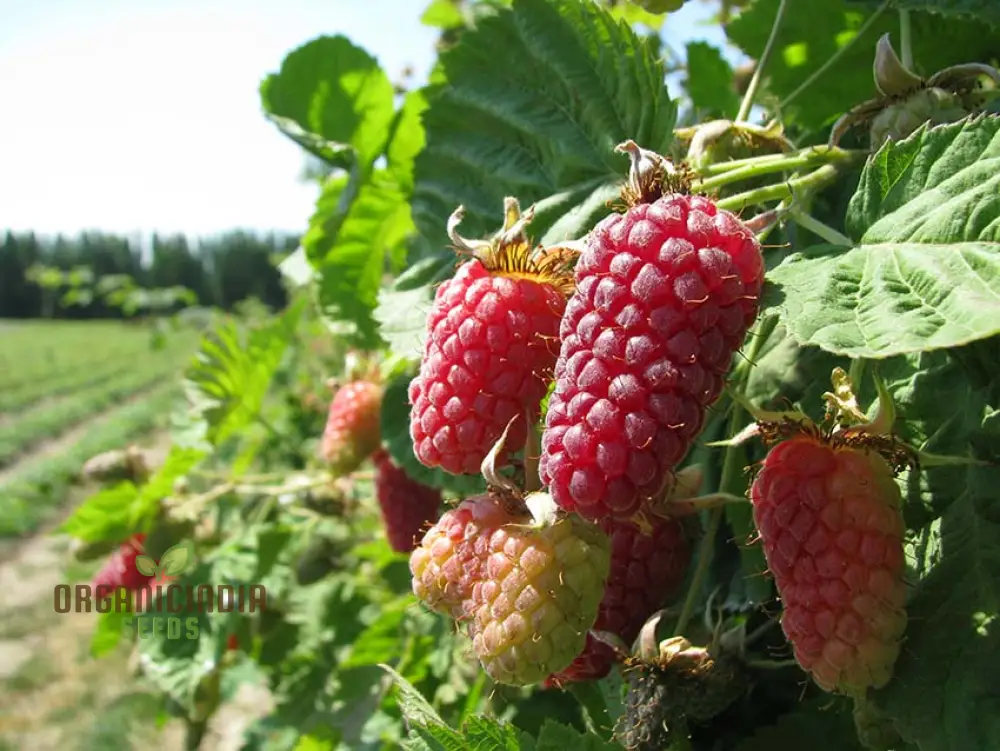 Loganberry Seeds For Planting: Premium Gardening Seeds for Your Green Thumb - Image 4