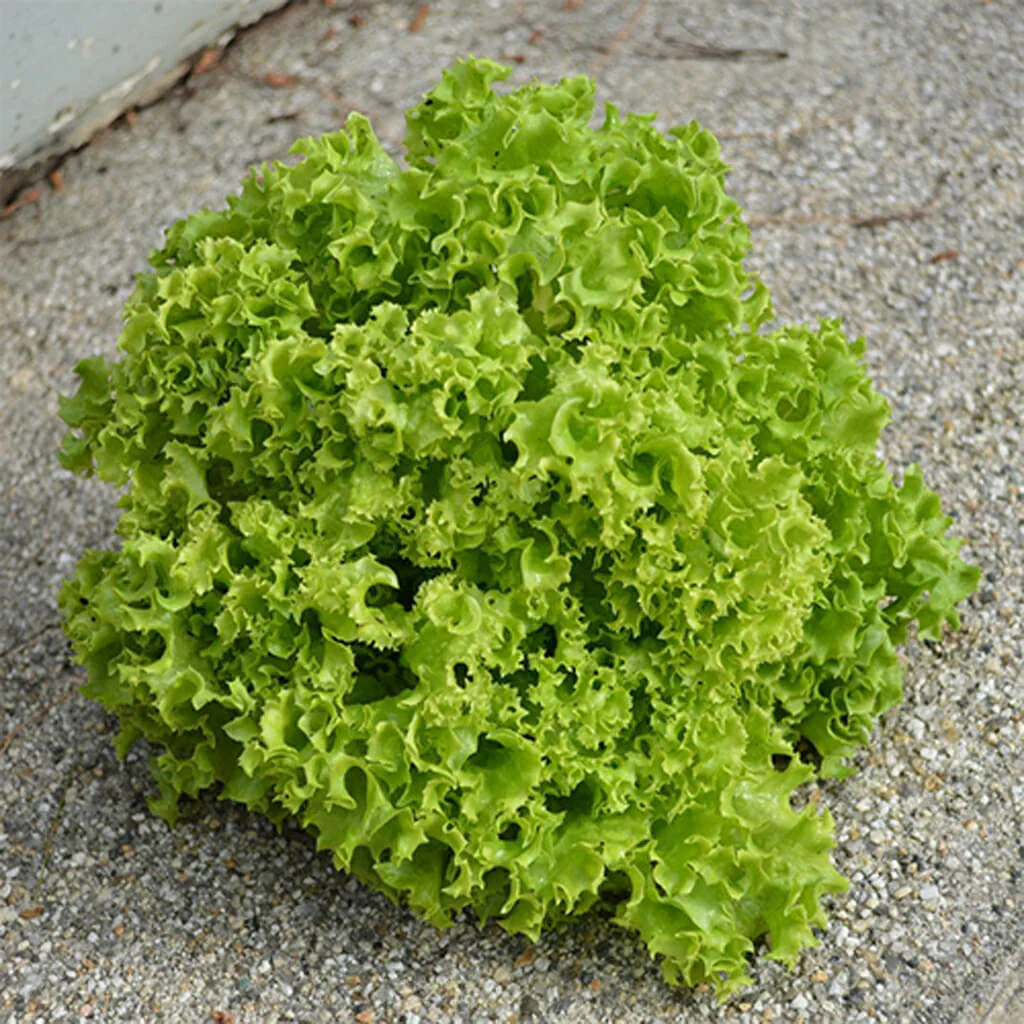 Lollo Bionda Lettuce Seeds – Crisp, Frilly Leaves for Fresh Salads - Image 3