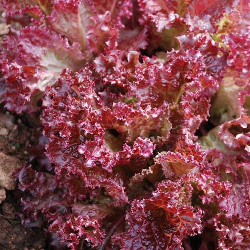 Lollo Rosso Lettuce Seeds – Heirloom, Crisp & Frilly Leaves for Gourmet Salads - Image 2