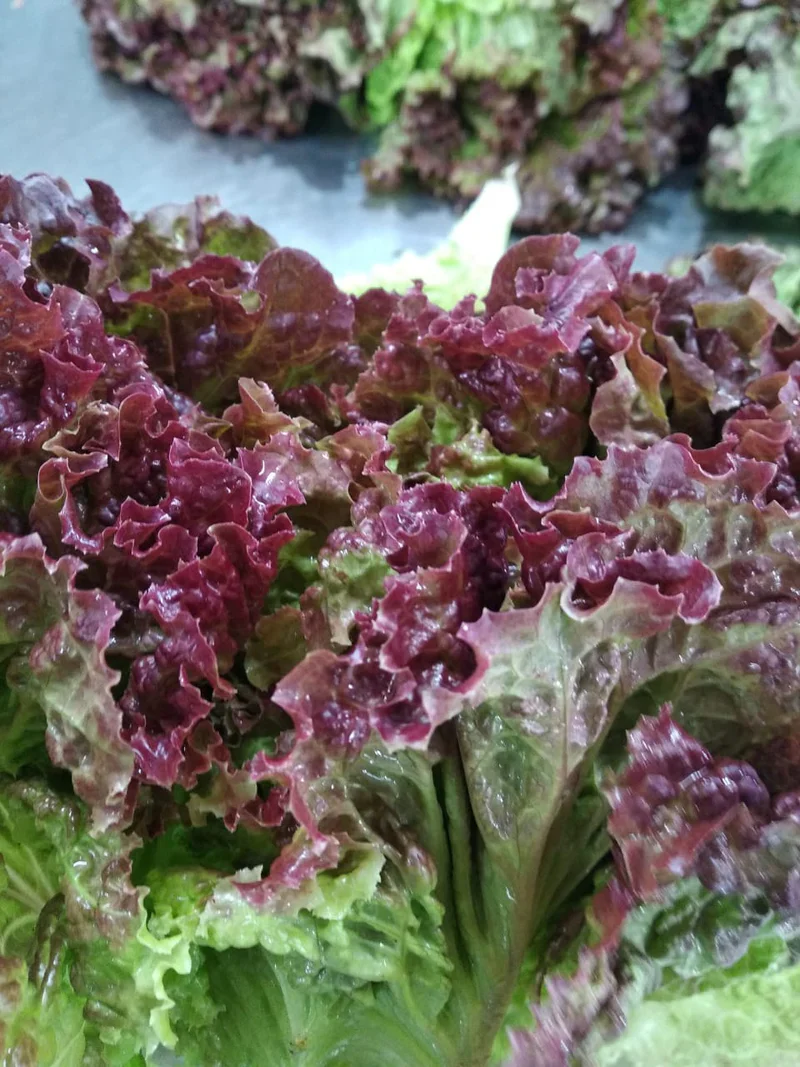 Lollo Rosso Lettuce Seeds – Heirloom, Crisp & Frilly Leaves for Gourmet Salads - Image 3