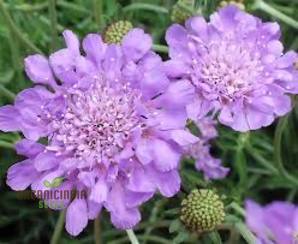 Lomelosia 'Blue Mound' Flower Seeds, Unique and Striking Garden Seeds, Premium Quality Gardening Seeds