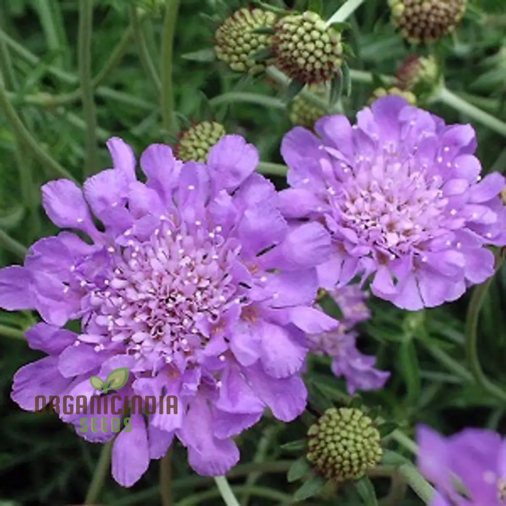 Lomelosia 'Blue Mound' Flower Seeds, Unique and Striking Garden Seeds, Premium Quality Gardening Seeds - Image 4