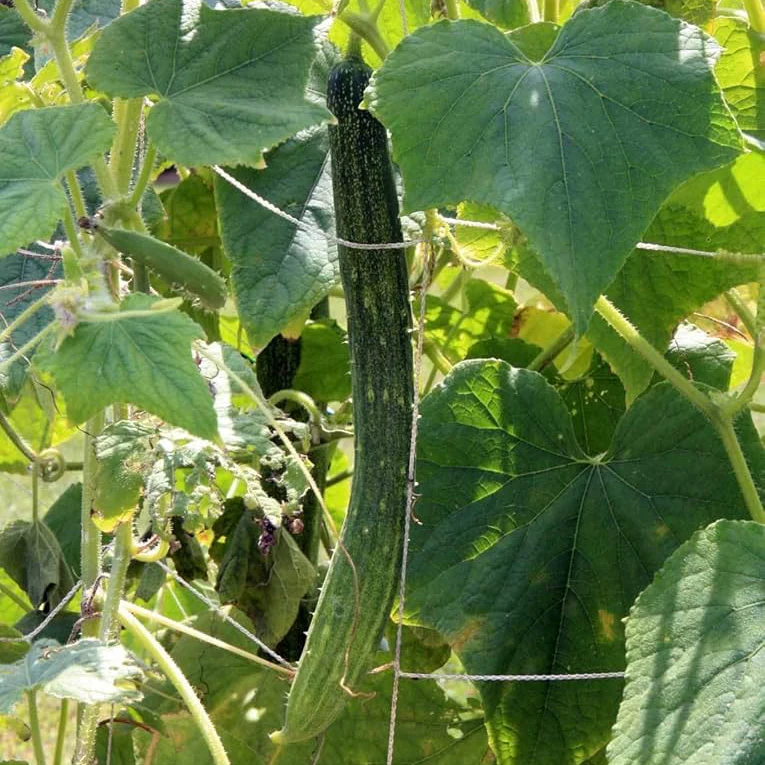 Long Crisp Pickling Cucumber Seeds for Planting