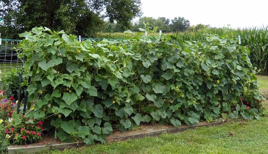 Long Crisp Pickling Cucumber Seeds for Planting - Image 3