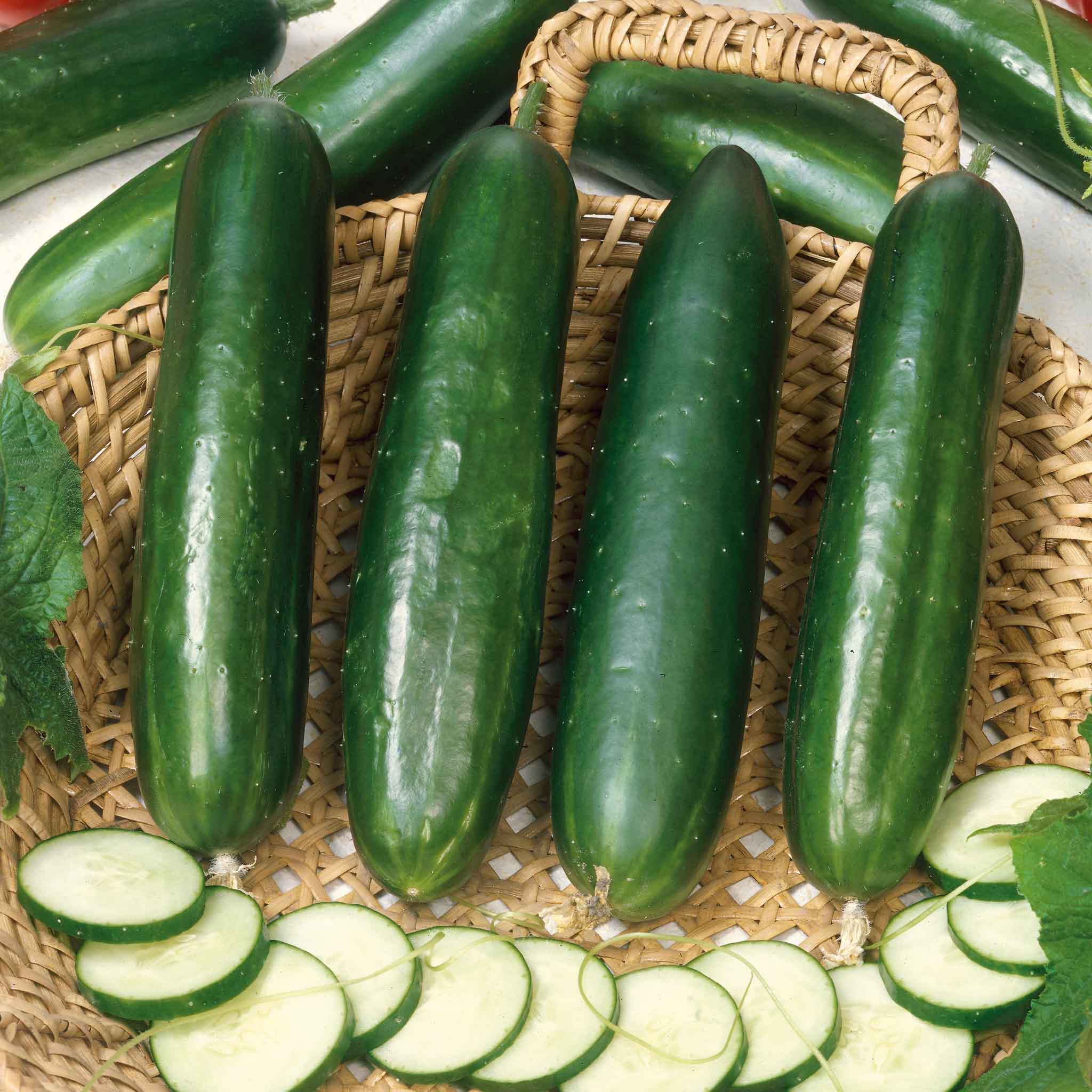 Long Green Improved Cucumber Seeds - Image 5
