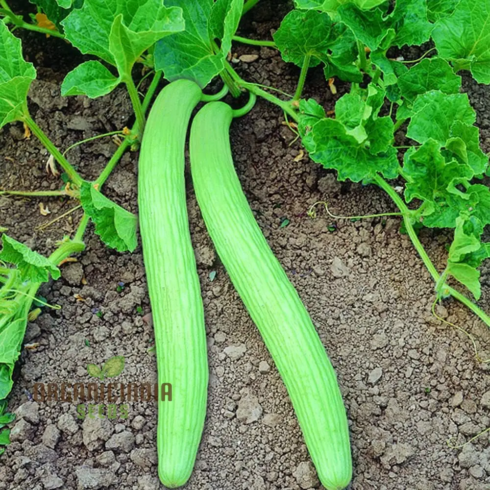 Long Melon (Tar) Vegetable Seeds For Planting, Grow Delicious Long Melons for Your Garden