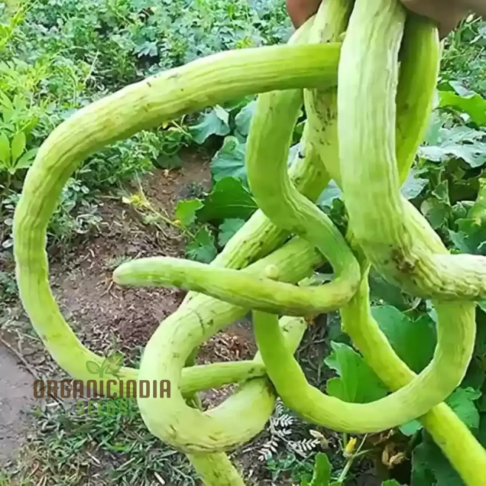 Long Melon (Tar) Vegetable Seeds For Planting, Grow Delicious Long Melons for Your Garden - Image 3
