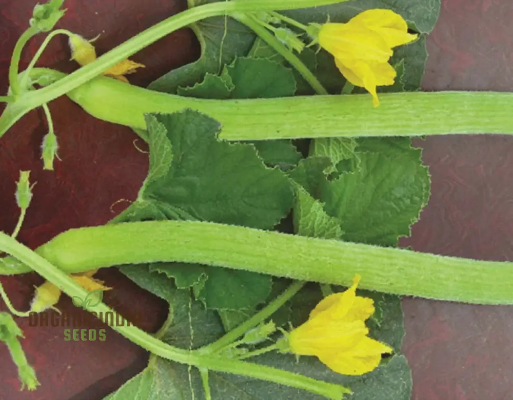 Long Melon (Tar) Vegetable Seeds For Planting, Grow Delicious Long Melons for Your Garden - Image 4
