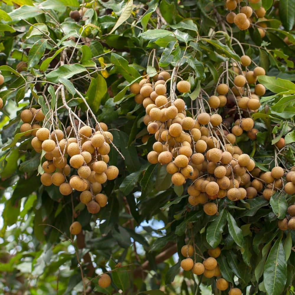 Longan Dimocarpus Dragon Eye Seedling Tropical Fruit Tree Plant - 1 Piece