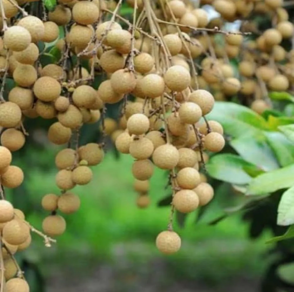 Longan Dimocarpus Dragon Eye Seedling Tropical Fruit Tree Plant - 1 Piece - Image 2
