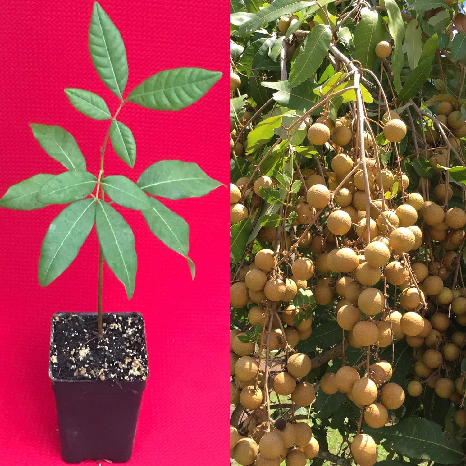 Longan Dimocarpus Dragon Eye Seedling Tropical Fruit Tree Plant - 1 Piece - Image 4
