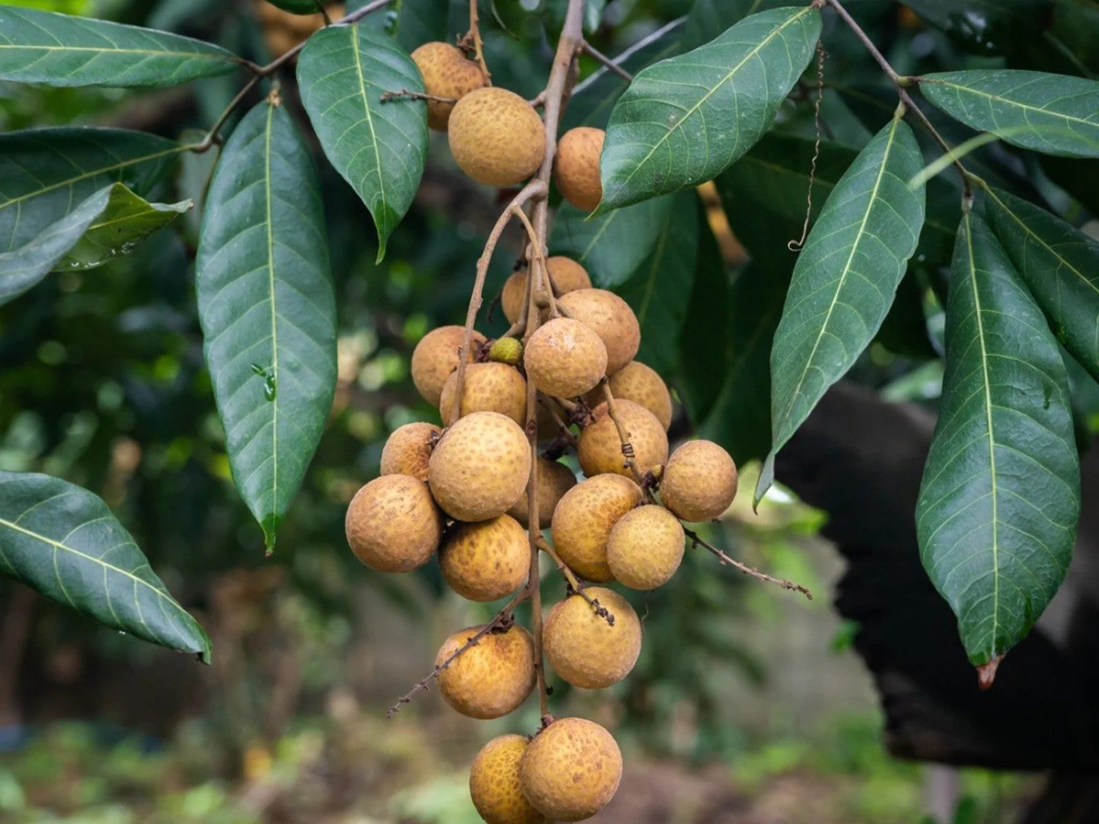 Longan Dimocarpus Dragon Eye Seedling Tropical Fruit Tree Plant - 1 Piece - Image 5
