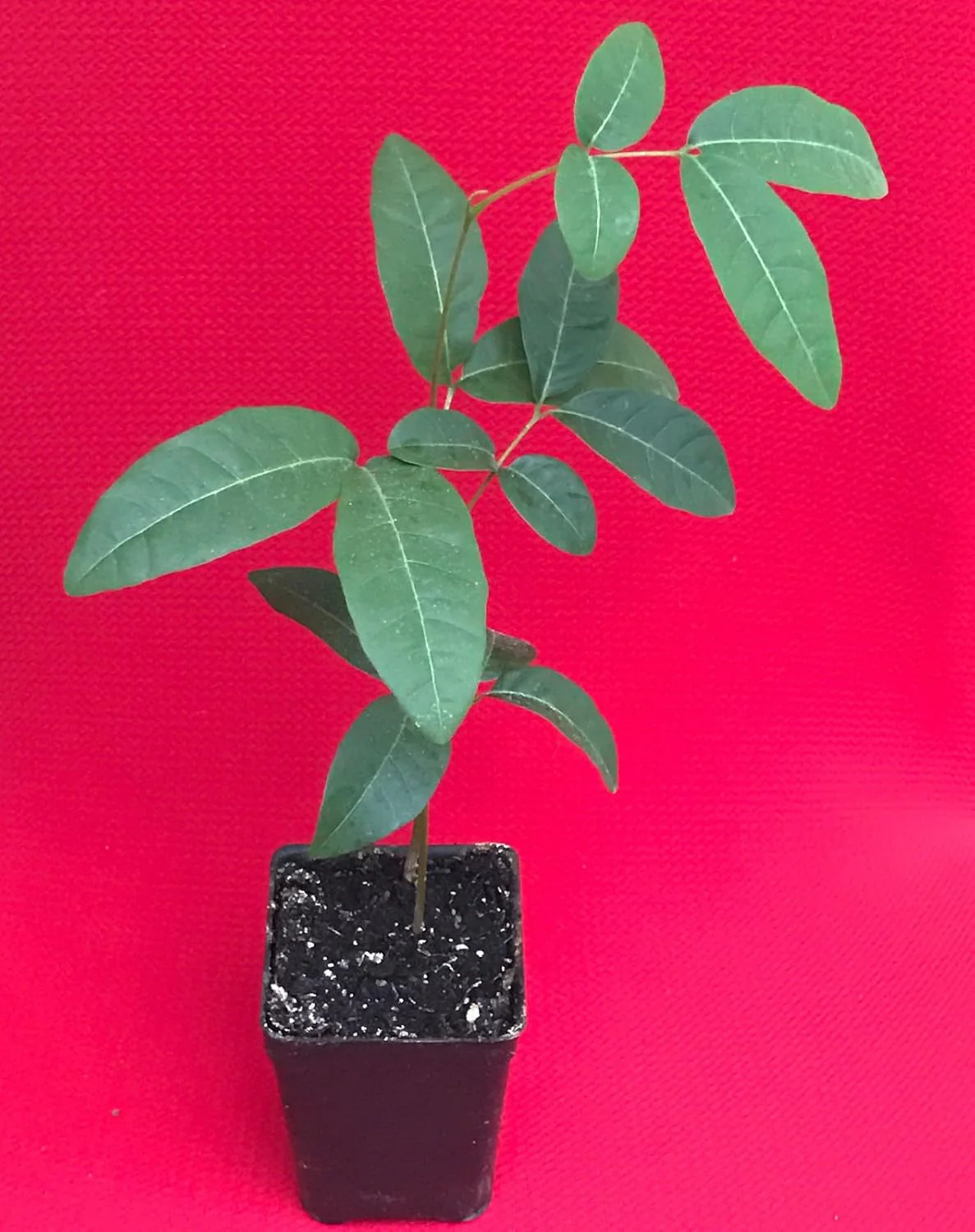 Longan Dimocarpus Dragon Eye Seedling Tropical Fruit Tree Plant - 1 Piece - Image 6