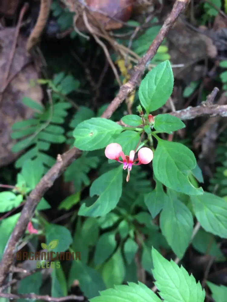 Lopezia Racemosa Flower Seeds, Beautiful and Uncommon Garden Addition, Premium Quality Gardening Seeds