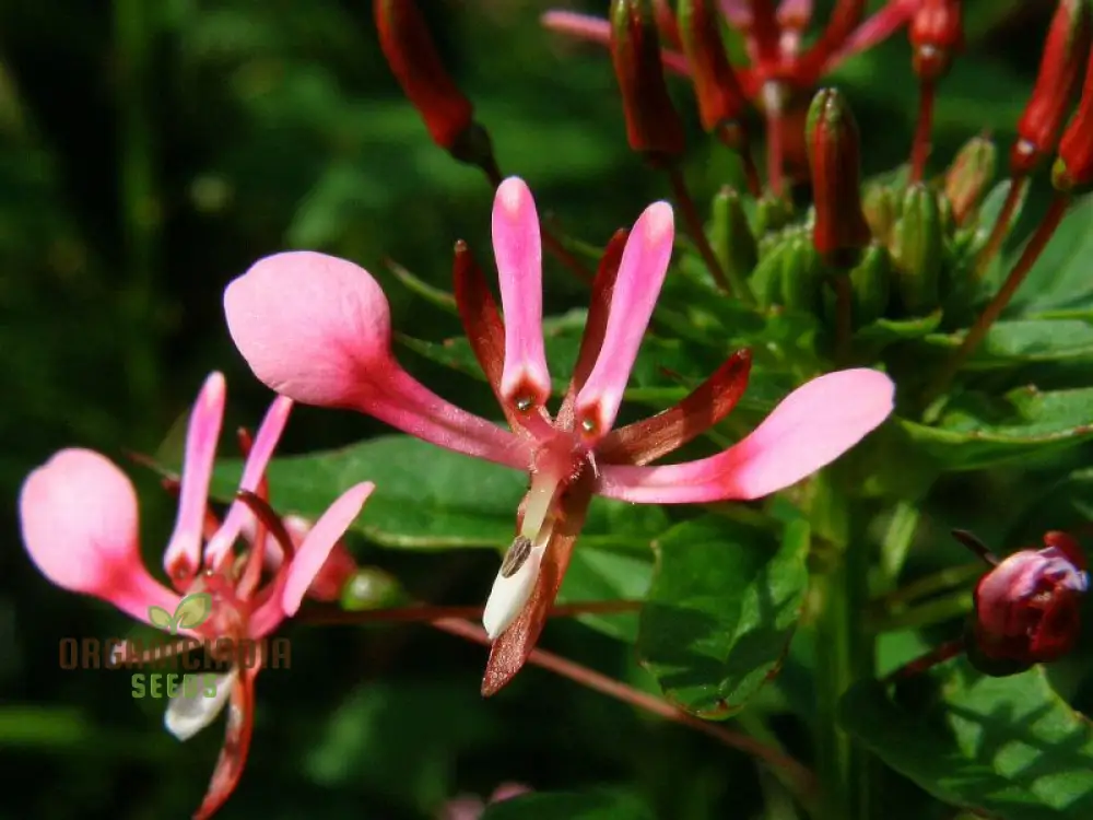 Lopezia Racemosa Flower Seeds, Beautiful and Uncommon Garden Addition, Premium Quality Gardening Seeds - Image 3