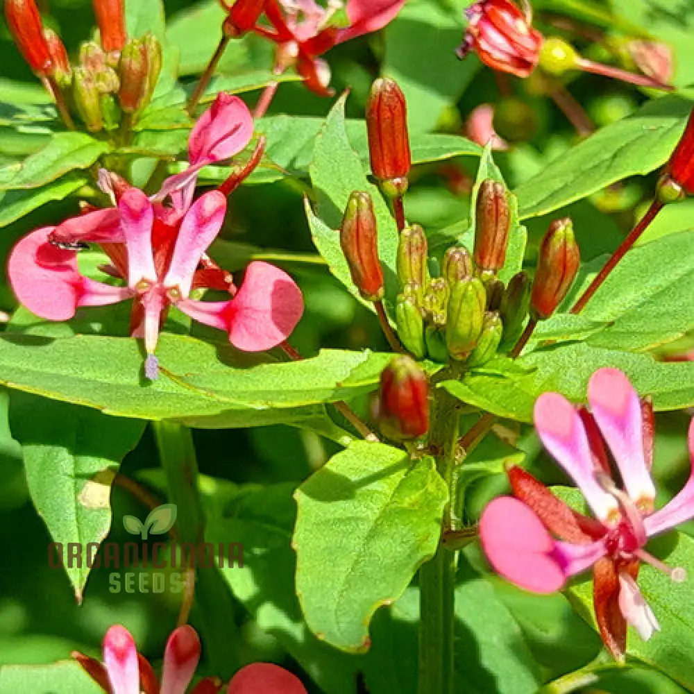 Lopezia Racemosa Flower Seeds, Beautiful and Uncommon Garden Addition, Premium Quality Gardening Seeds - Image 4